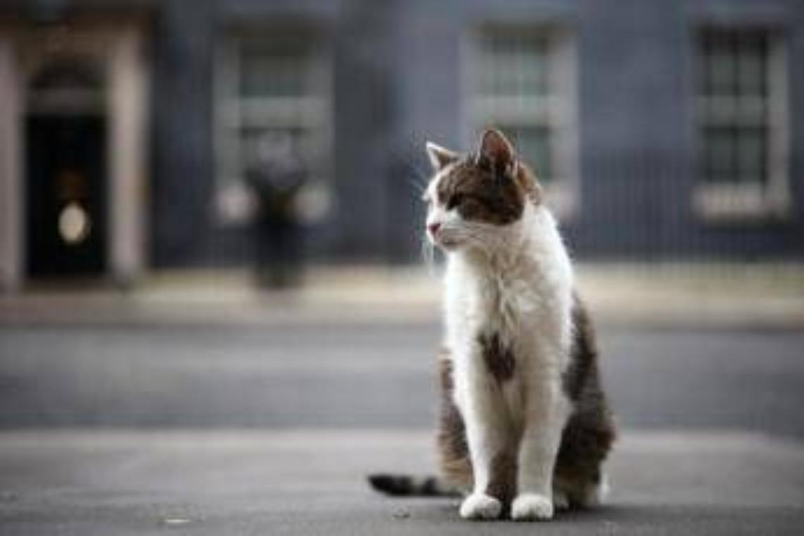 Gatto Larry compie 15 anni di servizio, &egrave; Chief Mouser a Downing Street