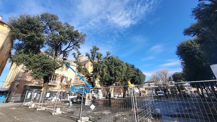 Mattinata di monitoraggi per gli alberi del mercato